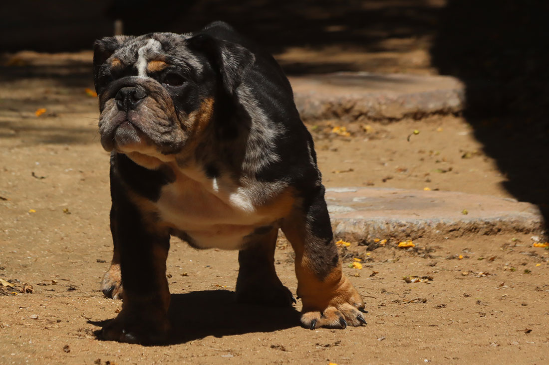 black and tan english bulldog