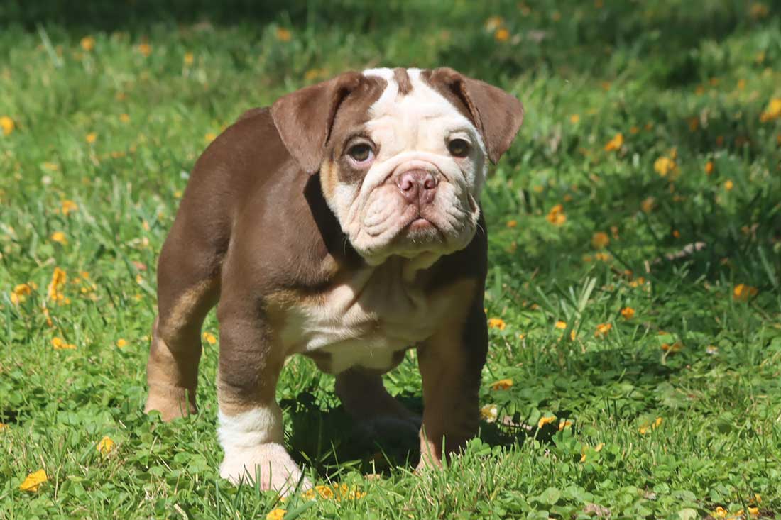 chocolate tri english bulldogs