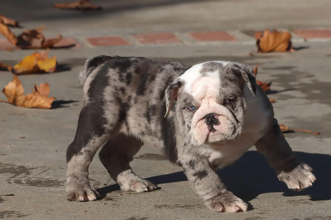 Merle english best sale bulldog price