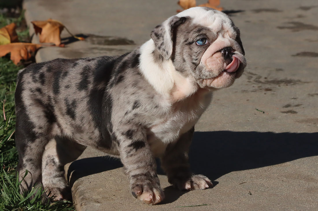 GEORGIA MERLE ENGLISH BULLDOG PUPPY BigBulldogs