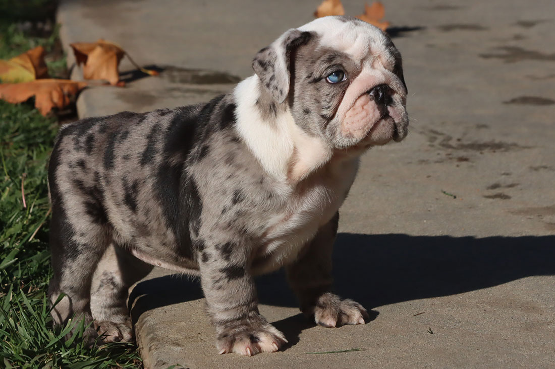 Georgia best sale bulldog puppies