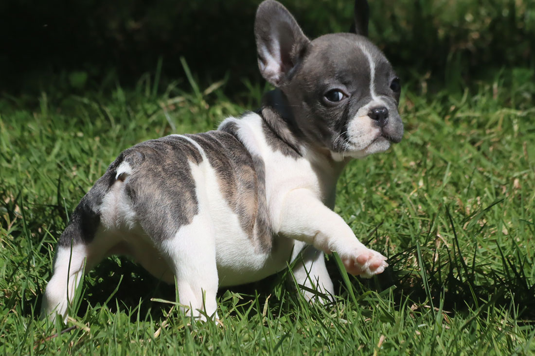 French store bulldog ginger