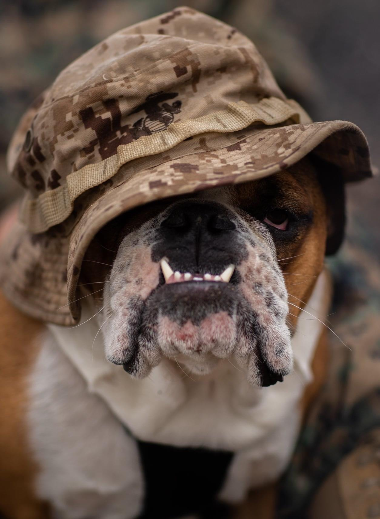 United States Marine Corps Bulldog Mascot History & BigBulldogs.com ...