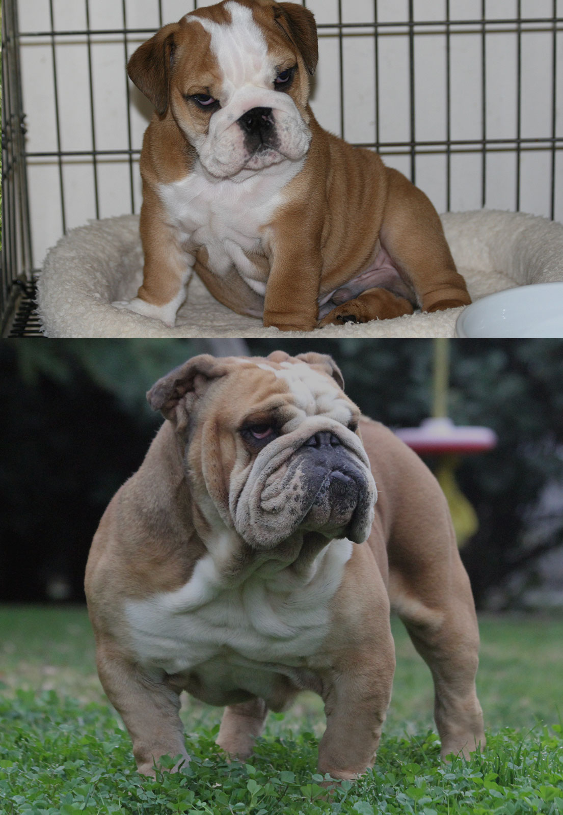 BEFORE-AFTER-NIGEL