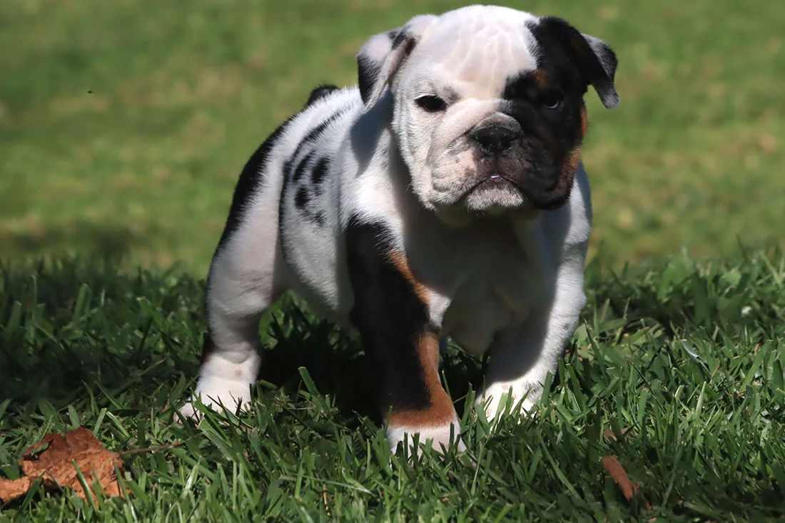 mini blue english bulldog