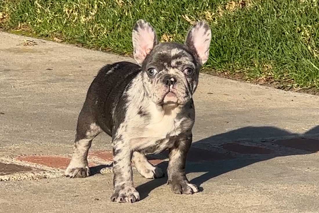 Blue pearl hot sale french bulldogs