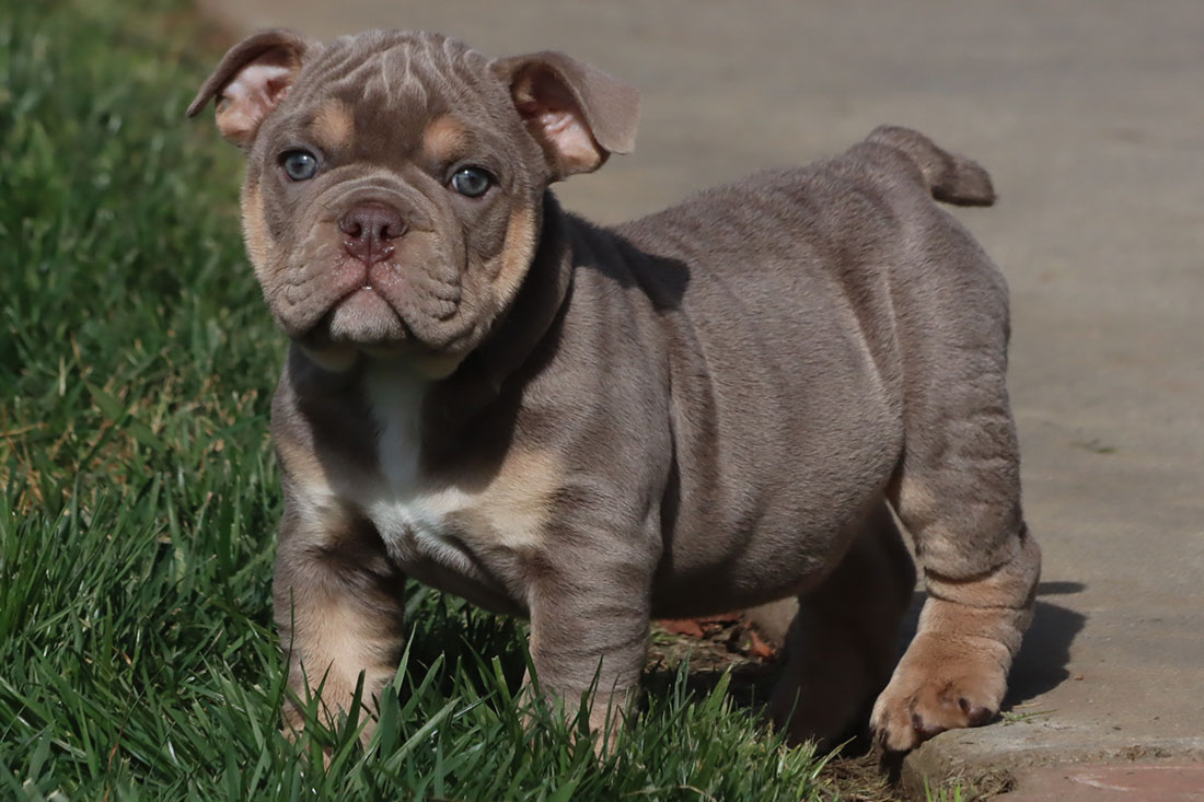 Grey store bulldog puppy