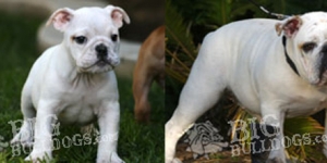 phoebe-roxie