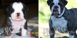 sally-rockelle