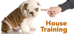 Dog House Training