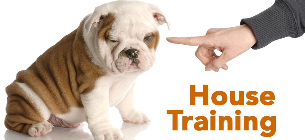 How to train clearance your english bulldog