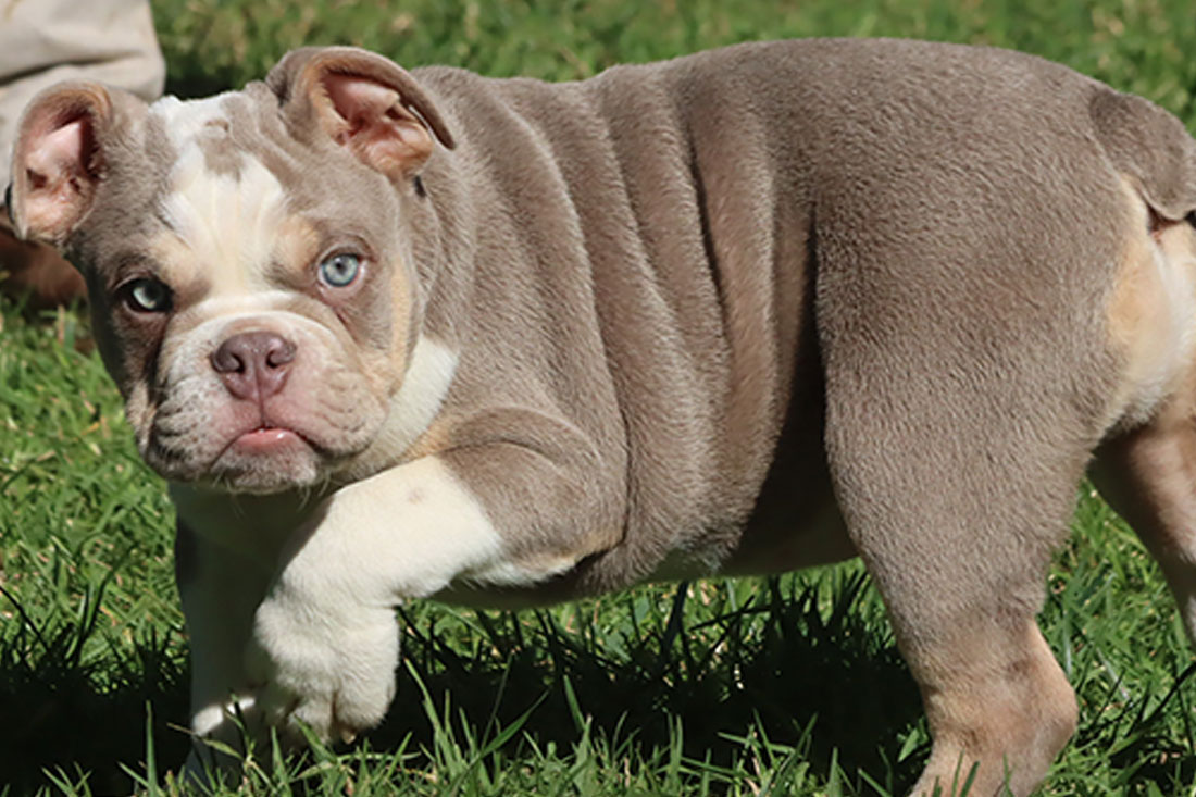 mini blue english bulldog