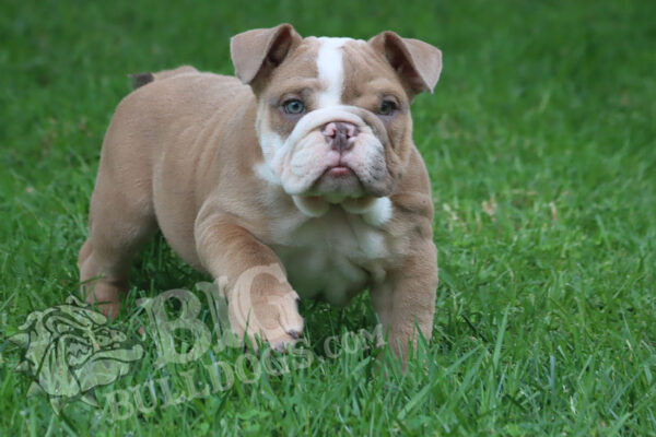 BRANDON English Bulldog Male