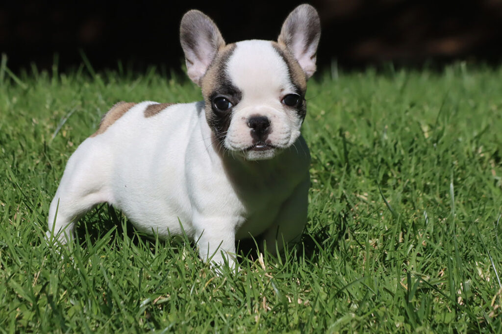 OLIVE French Bulldog Female