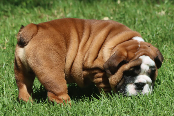 TEDDY BULL English Bulldog Male