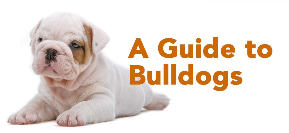 guide to bulldogs clean