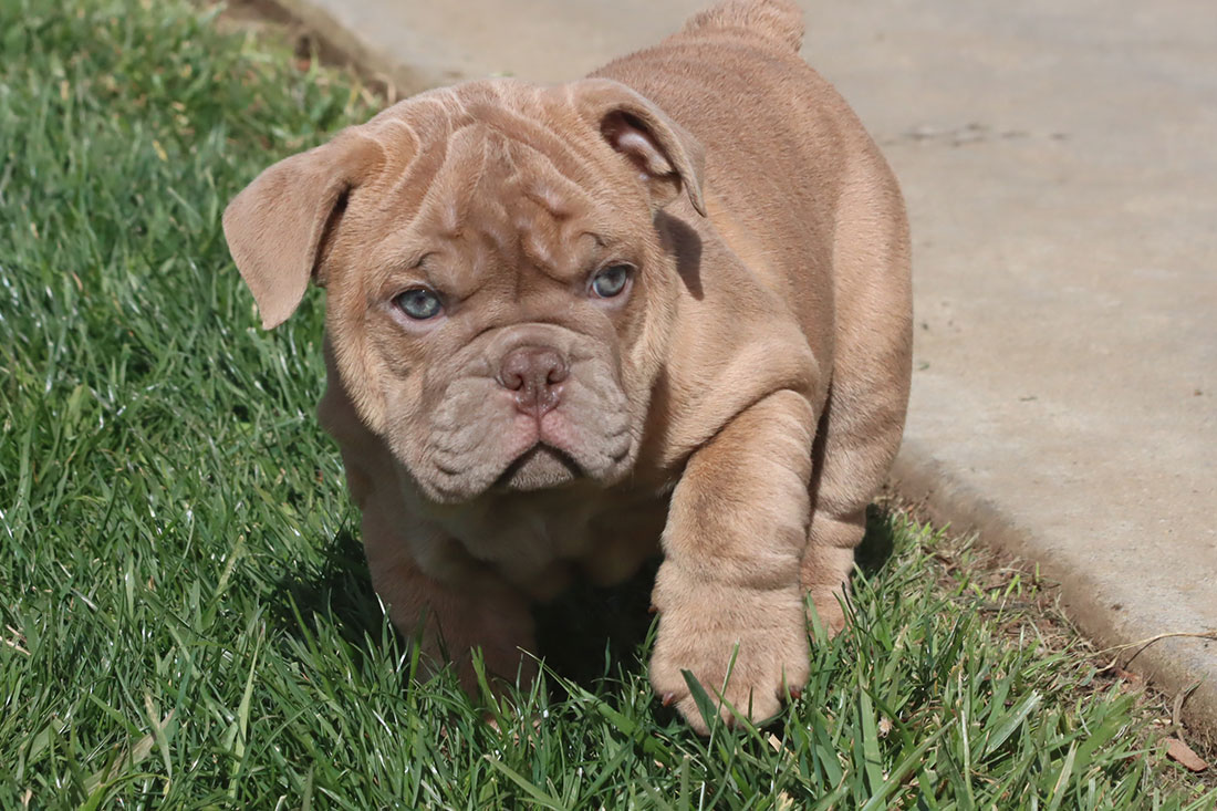 all brown english bulldog