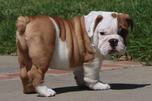 BOSS HOSS English Bulldog Male