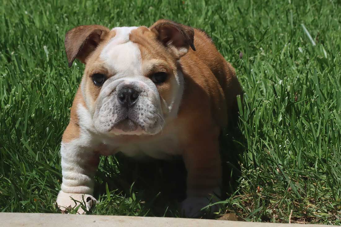 English Bulldog Puppies For Sale - French & English Bulldog Breeder