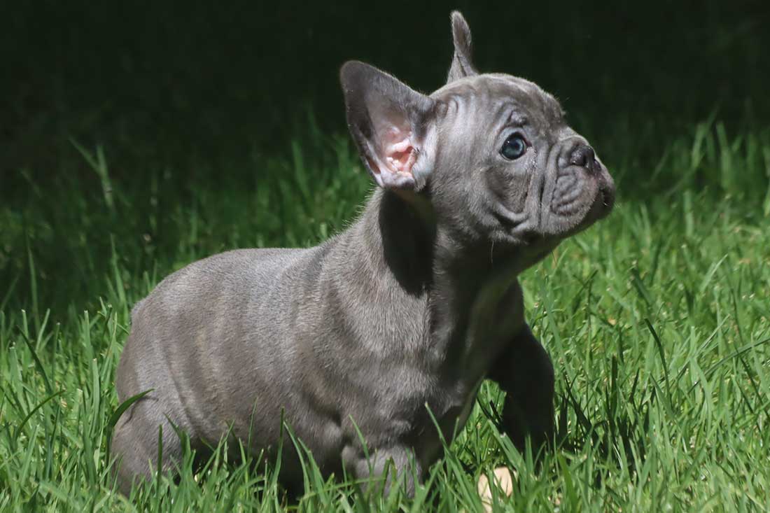 English Bulldog Puppies For Sale - French & English Bulldog Breeder