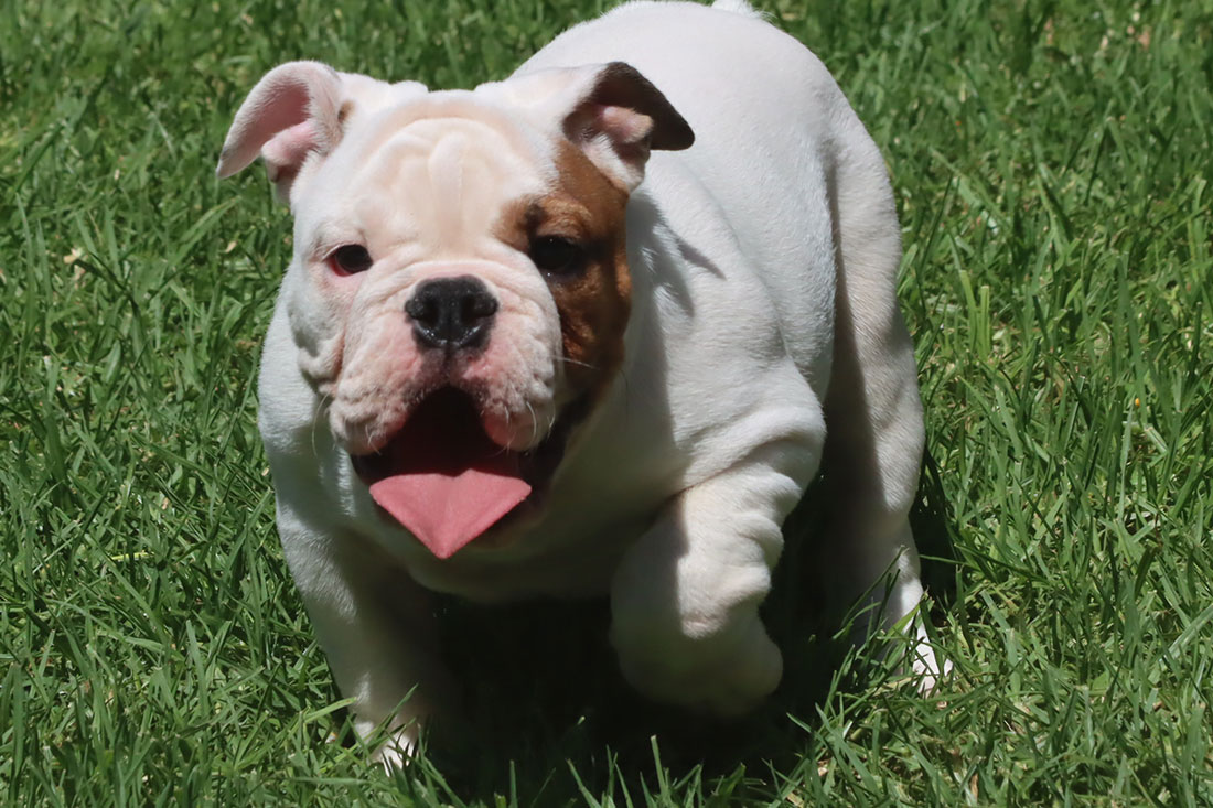 English Bulldog Puppies For Sale - French & English Bulldog Breeder