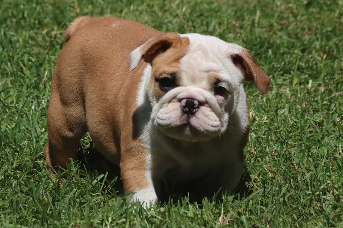 how much is a mini bulldog