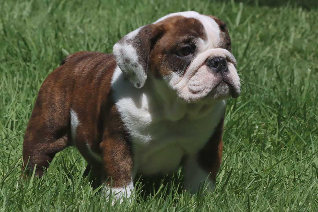 English Bulldog Puppies For Sale - French & English Bulldog Breeder