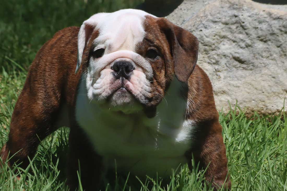 English Bulldog Puppies For Sale - French & English Bulldog Breeder