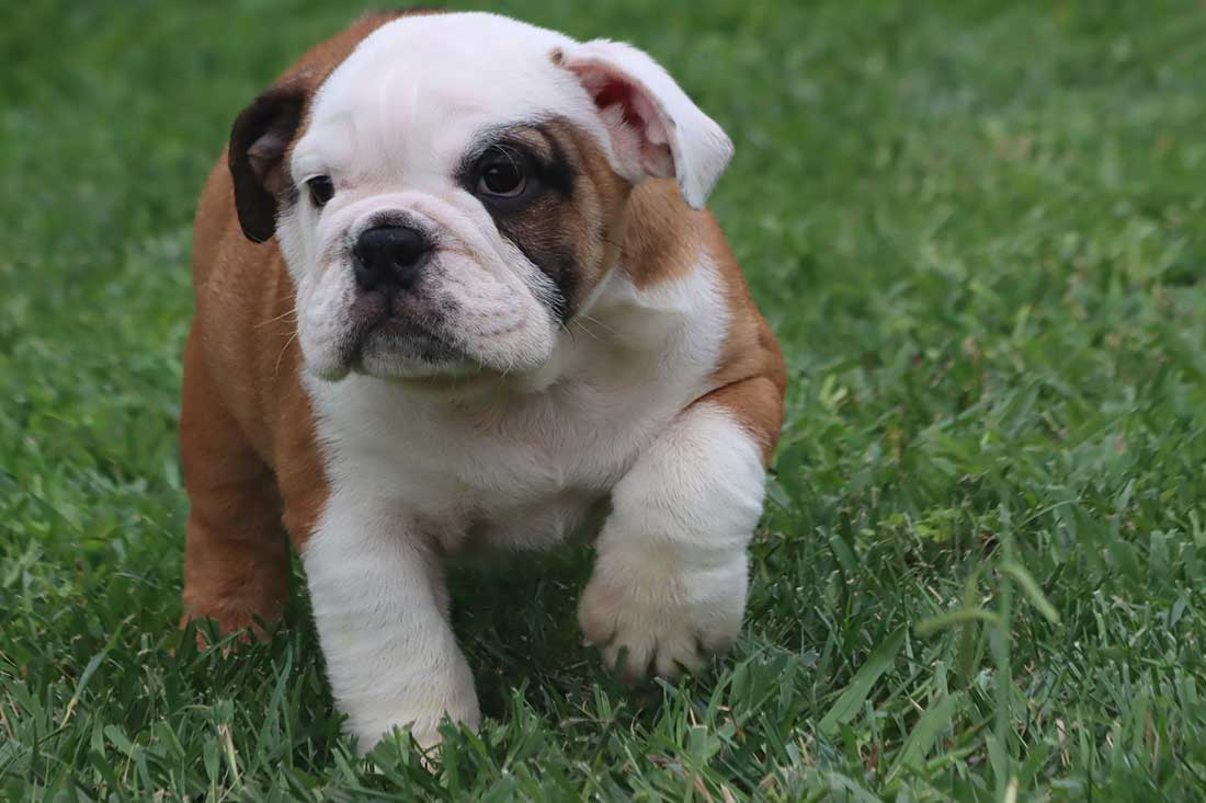 English Bulldog Puppies For Sale - French & English Bulldog Breeder