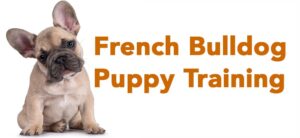 french bulldog puppy training