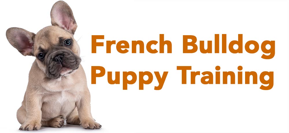 french bulldog puppy training