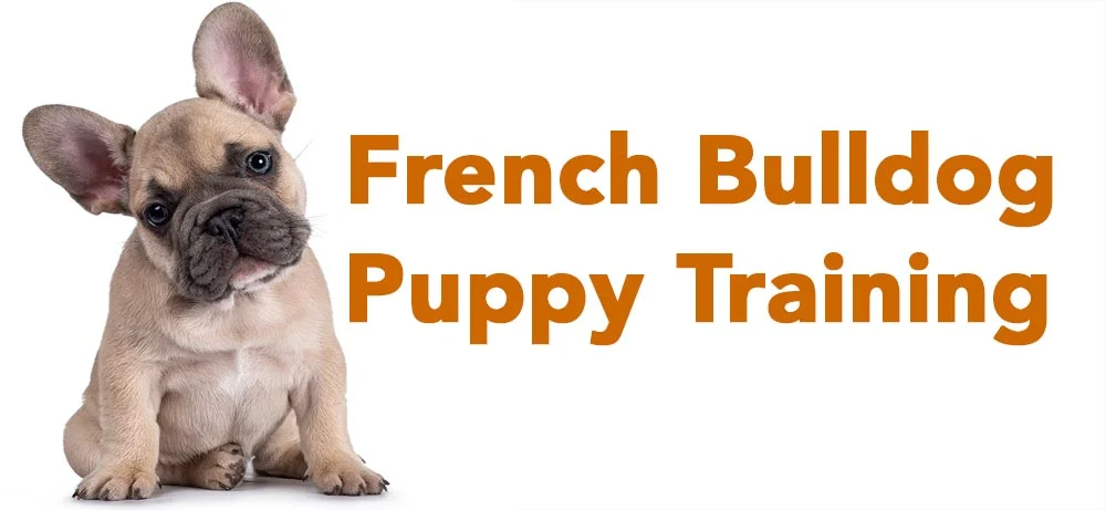 Training a best sale bulldog puppy