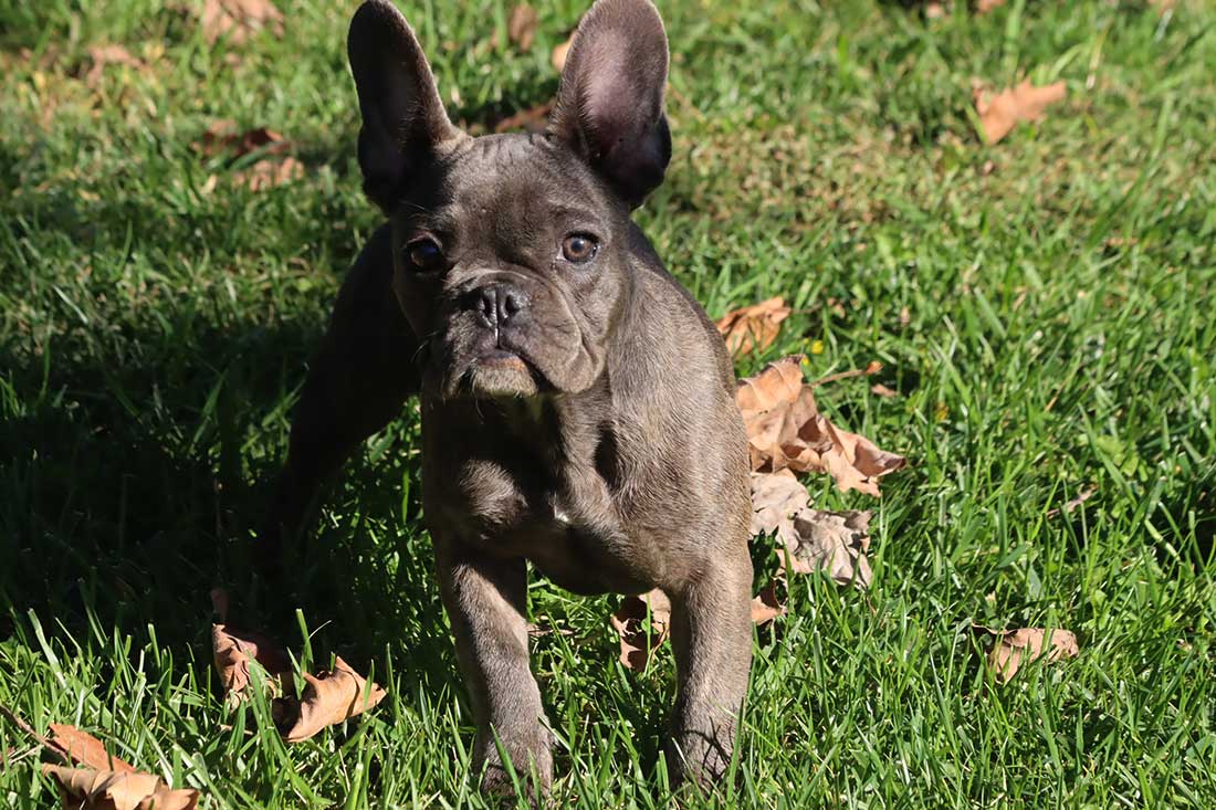 English Bulldog Puppies For Sale - French & English Bulldog Breeder