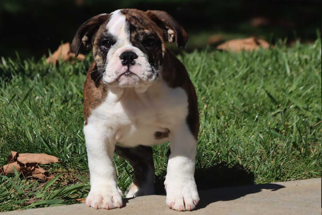 are valley bulldogs pure breeds