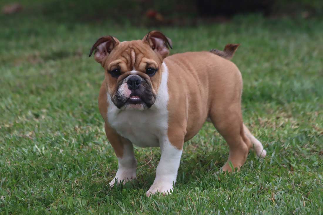 how much is a mini bulldog