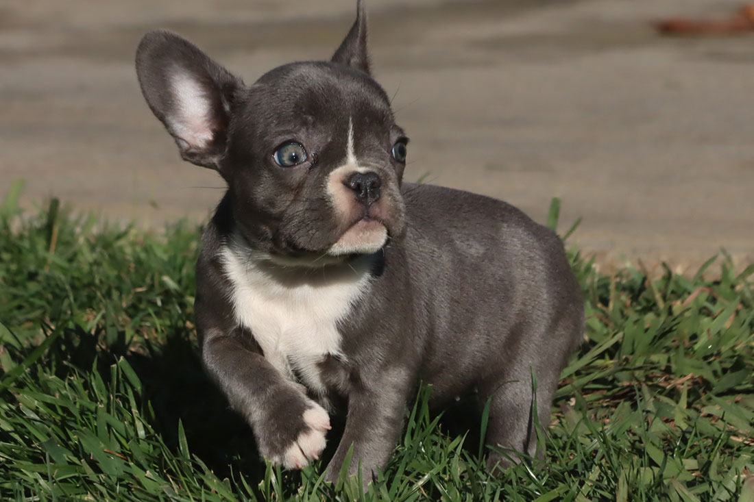 English Bulldog Puppies For Sale - French & English Bulldog Breeder