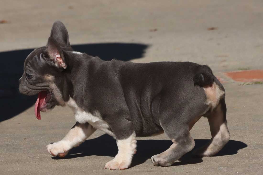 WHITE SOX French Bulldog Male