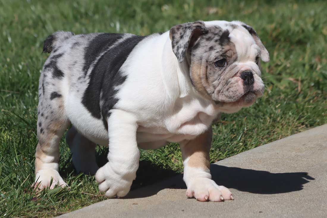 English Bulldog Puppies For Sale - French & English Bulldog Breeder