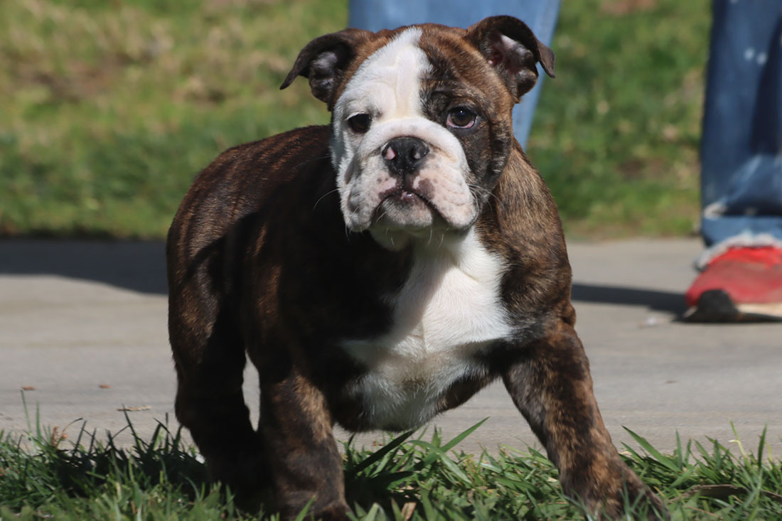 DUTCHESS4-F