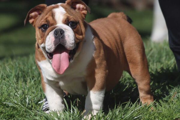 GARY Bulldog