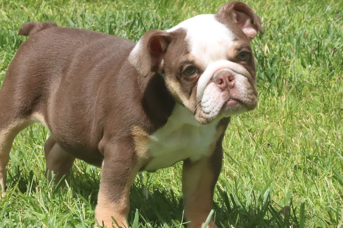 PACINO English Bulldog