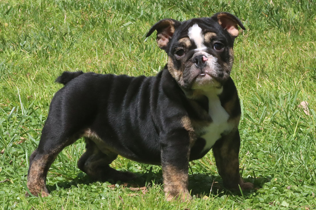 ROTTIE-M