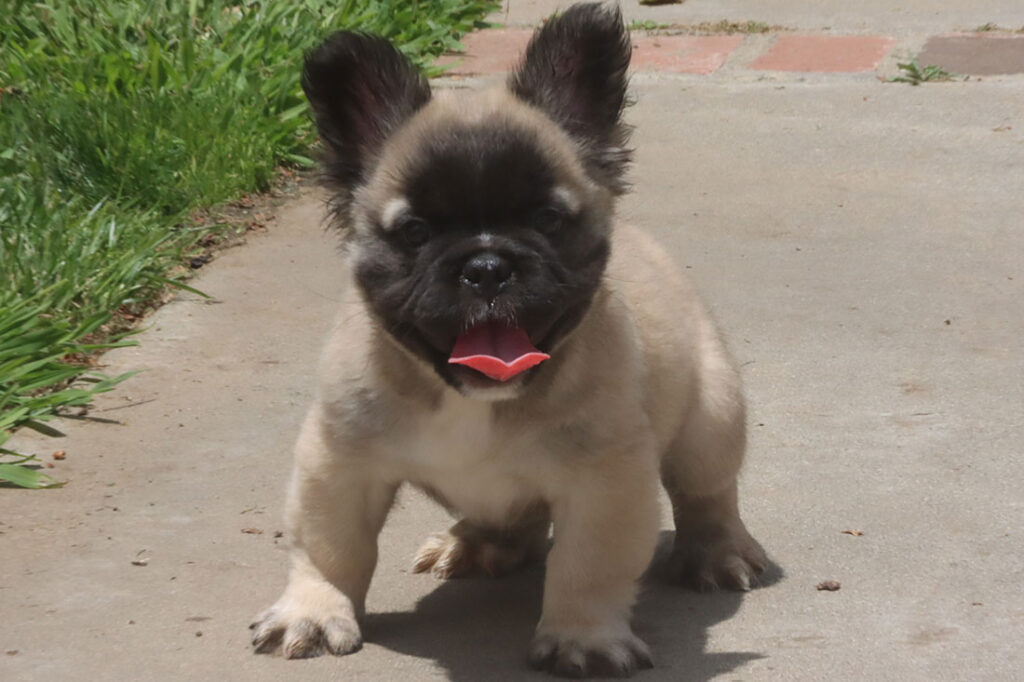 WOLFGANG French Bulldog