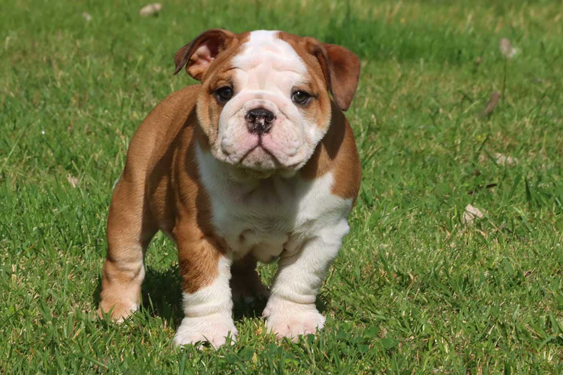 Female English Bulldog Puppies - BigBulldogs Southern California