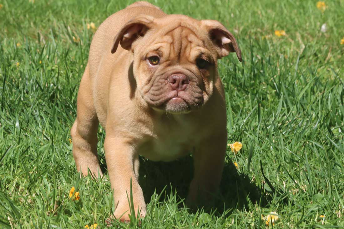 English Bulldog Puppies For Sale - French & English Bulldog Breeder