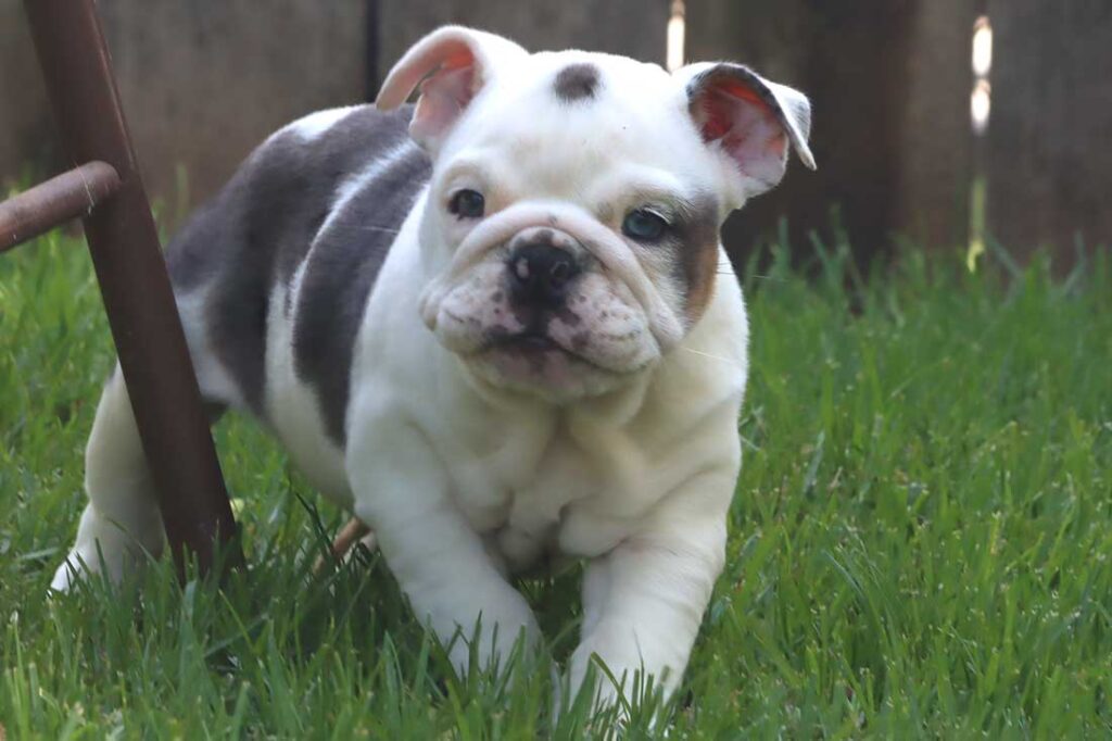 ANASTASIA - ENGLISH BULLDOG PUPPY - BigBulldogs