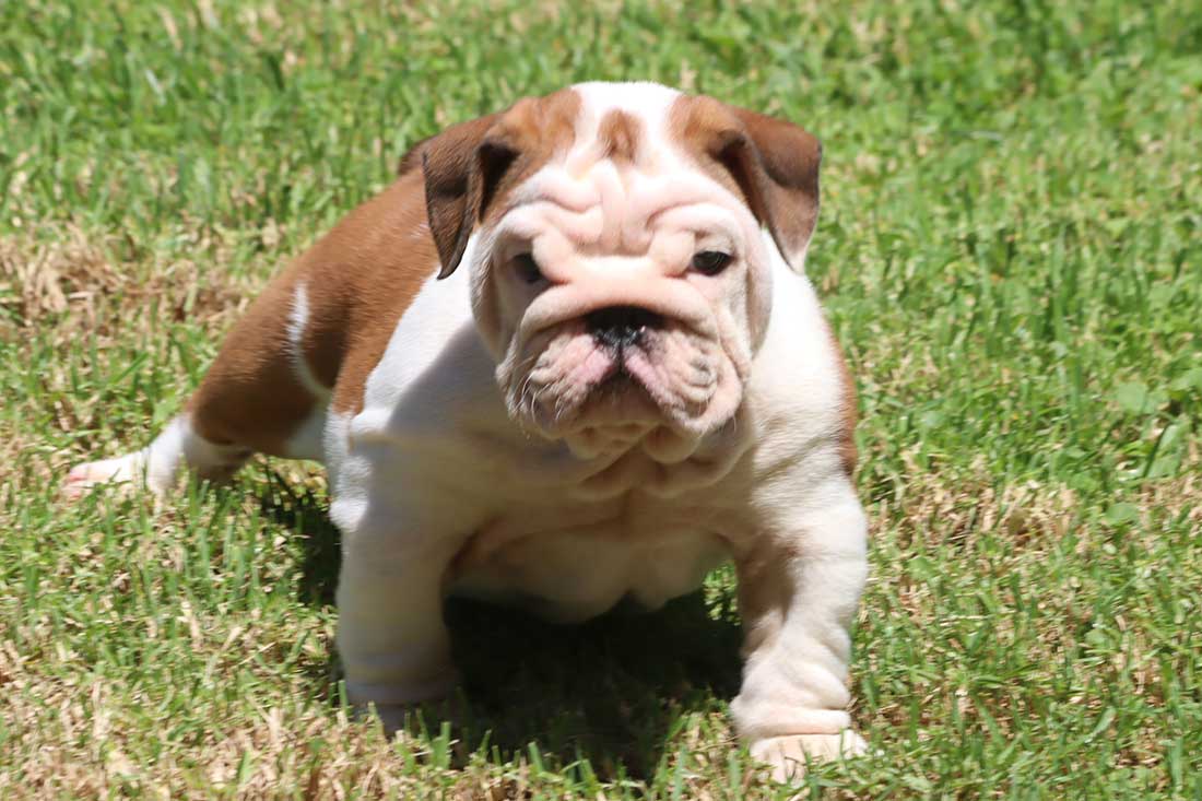 English Bulldog Puppies For Sale - French & English Bulldog Breeder