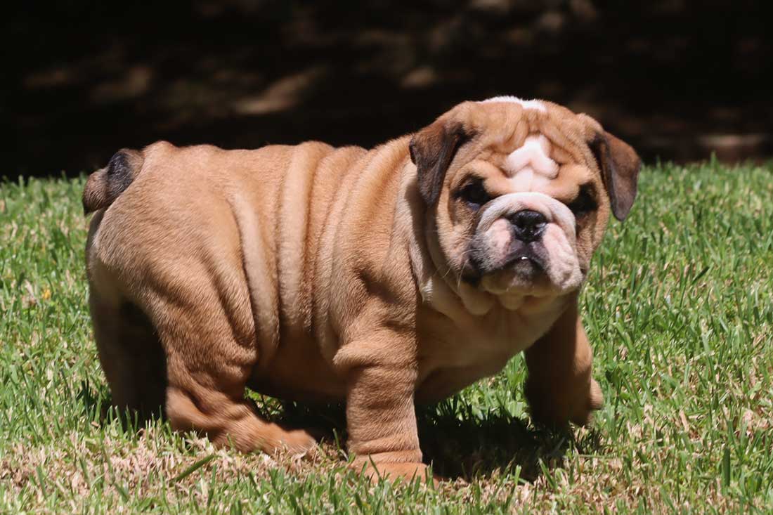 English Bulldog Puppies For Sale - French & English Bulldog Breeder