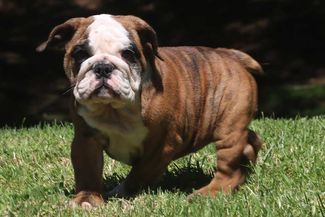 Giants Fan  Bulldog, Bulldog puppies, English bulldog puppy