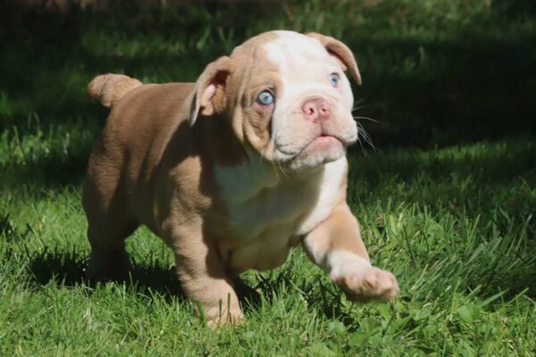 english bulldog stud